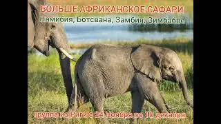 Большое Африканское Сафари (Намибия, Ботсвана, Замбия, Зимбабве )с 24 ноября по 10 декабря 