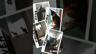Cats & kitty | mother cats