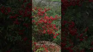 Making Traditional Rice Cakes with Wild Mountain Berries 🍓🌾 | Rural Life #shorts