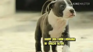 Labra and piltbull dogs pure breed