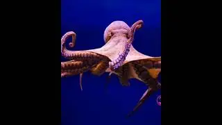 octopus skeleton now and then 😲 #viral #shorts #youtubeshorts