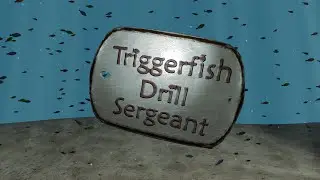 Triggerfish Drill Sergeant - Launch Trailer