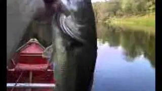 Largemouth Bass caught on Smithwick Rattlin Rouge