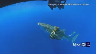 Entangled whale shark spotted off Hawaii