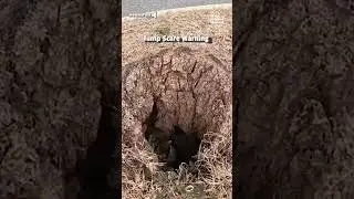 Chicken Jumps Out Of Hole In The Ground