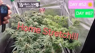 SEED TO HARVEST Flower Day #52!! Watering, Showing off Space Queen, and Burnt Apple!! 2x2 tent!