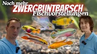 Seltene Zwergbuntbarsche -  Fischvorstellung aus der Aquaristik Lounge