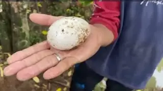 BerTernak dan Berkebun di Sekitar Rumah Menyenangkan