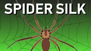 What makes Spider silk stronger than steel?