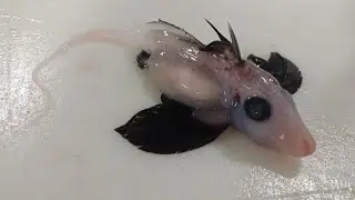 Scientists Find Baby &lsquo;Ghost Shark&rsquo;