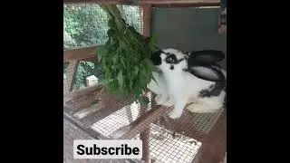 Rabbits eating fresh greens@exoticrabbitsja
