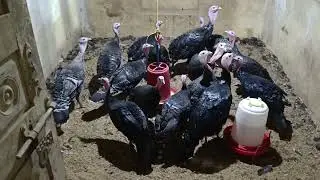 #pets #birds TURKEY  BIRDS  SONALI EGG LAYING DESI  AVAILABLE  GUINEA FOWEL GOAT  CONTACT:7993776631