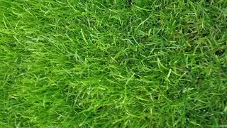 Touching grass safely and responsibly