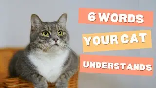 6 слов, которые тронут сердце вашей кошки