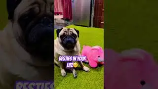 #pug #speakpug #funnydog #pets #mypug #funnypug #cute #doggielife #animal #love #baby #dogloversdog