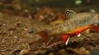 Tennessee Aquarium Conservation Institute - Freshwater Biodiversity