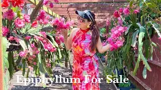 Epiphyllum For Sale