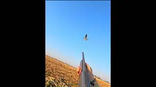 Двойной выстрел, охота на одного гуся#snowgoose#hunting