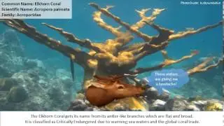 Marine Animals of Central America
