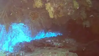 Fiji '24 Diving Moana - Beqa Lagoon 