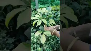 Umbrella Plant (Schefflera) : शेफ़लेरा पौधा की देखभाल कैसे करें। अंब्रेला पौधों को कैसे उगाएँ #tips