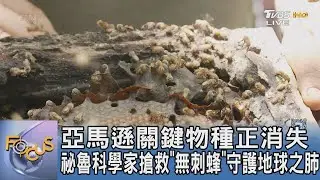 亞馬遜關鍵物種正消失 祕魯科學家搶救「無刺蜂」守護地球之肺｜FOCUS午間新聞 20260121 @TVBSNEWS01