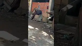 Una chancha de raza Duroc reci&eacute;n parida 9 lechones di&oacute; #reels #pig #venezuela #like #suscribete