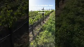 Time to take a wine adventure! #winetravel  #travel  #vacation #winery #gotravel #winetasting