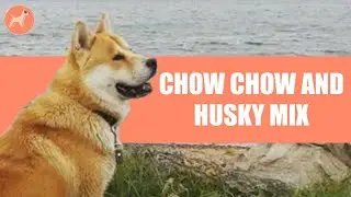 Chusky (Chow Chow and Husky Mix): Your Complete Guide