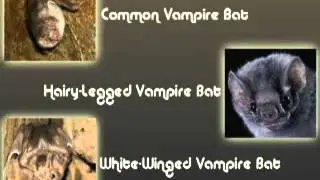 BatsLIVE Bat Myths