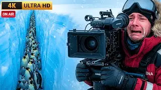 US Film Crew Broke Protocol to Save Penguins Trapped Beneath the Ice