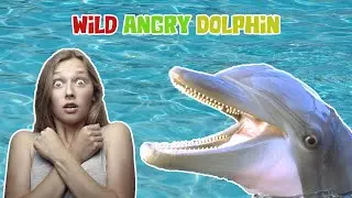 Are DOLPHINS Friendly to Humans? Don't Fool Yourself