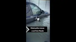 Dubai police rescue a cat from floods