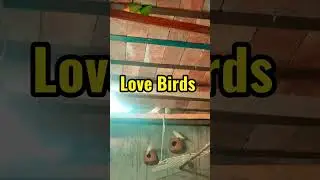 Love birds