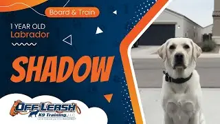 1 mo Labrador Shadow~ Best Labrador Trainers ~ Off Leash K9 Training  Phoenix