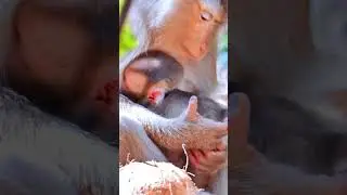 Best Video Of Monkey Sovana Teams, Amber Group And Family Are Amazing #Reels #reelsfypシ #shorts