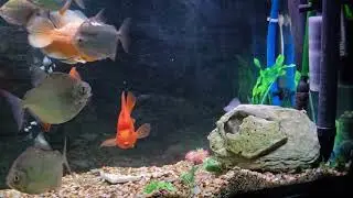 The secret to healthy fish ?