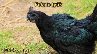 Fekete ty&uacute;k