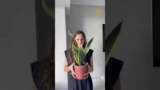 Where to Place your Plants | Vastu Remedies for Home | Vastu for Positivity #vasturemedies