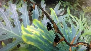 PacSci Now: Butterflies Emerging