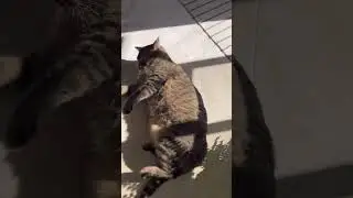 Yellow tummy kitty chilling in the sun