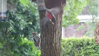 Vroege Vogels - Grote bonte specht voert jong