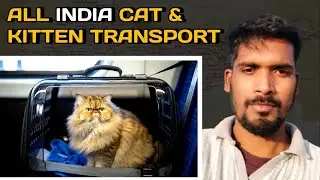 Safe Cat & Kitten Transport Service All Over India | Abhishek Dog Transport 