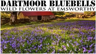 Dartmoor Wild Flowers, Bluebells at Emsworthy Mire | Landscape Photography Devon