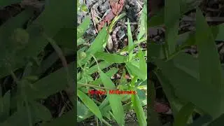 Hidden milk snake in some grass @dayhikingandherpingdudes