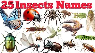 Learn 25 Insects Names In English & Hindi With Fun Facts | Fun Learning For Children