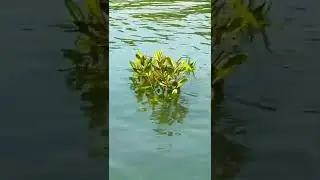 Bruguiera - Mangrove Flower #flowers #mangrove #sea