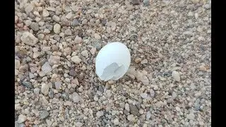 HATCHED A LIZARD EGG!