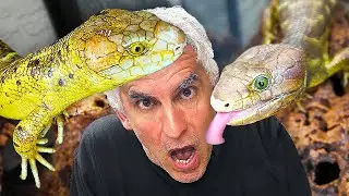 The ULTIMATE Guide To Monkey Tailed Skinks