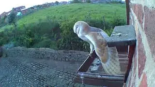 Barn Owl doing stretching exercises, on one leg, balanced on the edge of landing platform! May 9th